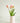 MAZZO DI TULIPANI PROFUMATO ROSA
