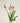 MAZZO DI TULIPANI PROFUMATO ROSA