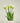 MAZZO DI TULIPANI PROFUMATO BIANCO