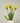MAZZO DI TULIPANI PROFUMATO GIALLO